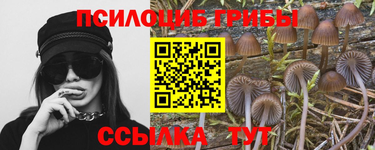 Черкесск  Галлюциногенные грибы Psilocybine cubensis  Вход с VPN 